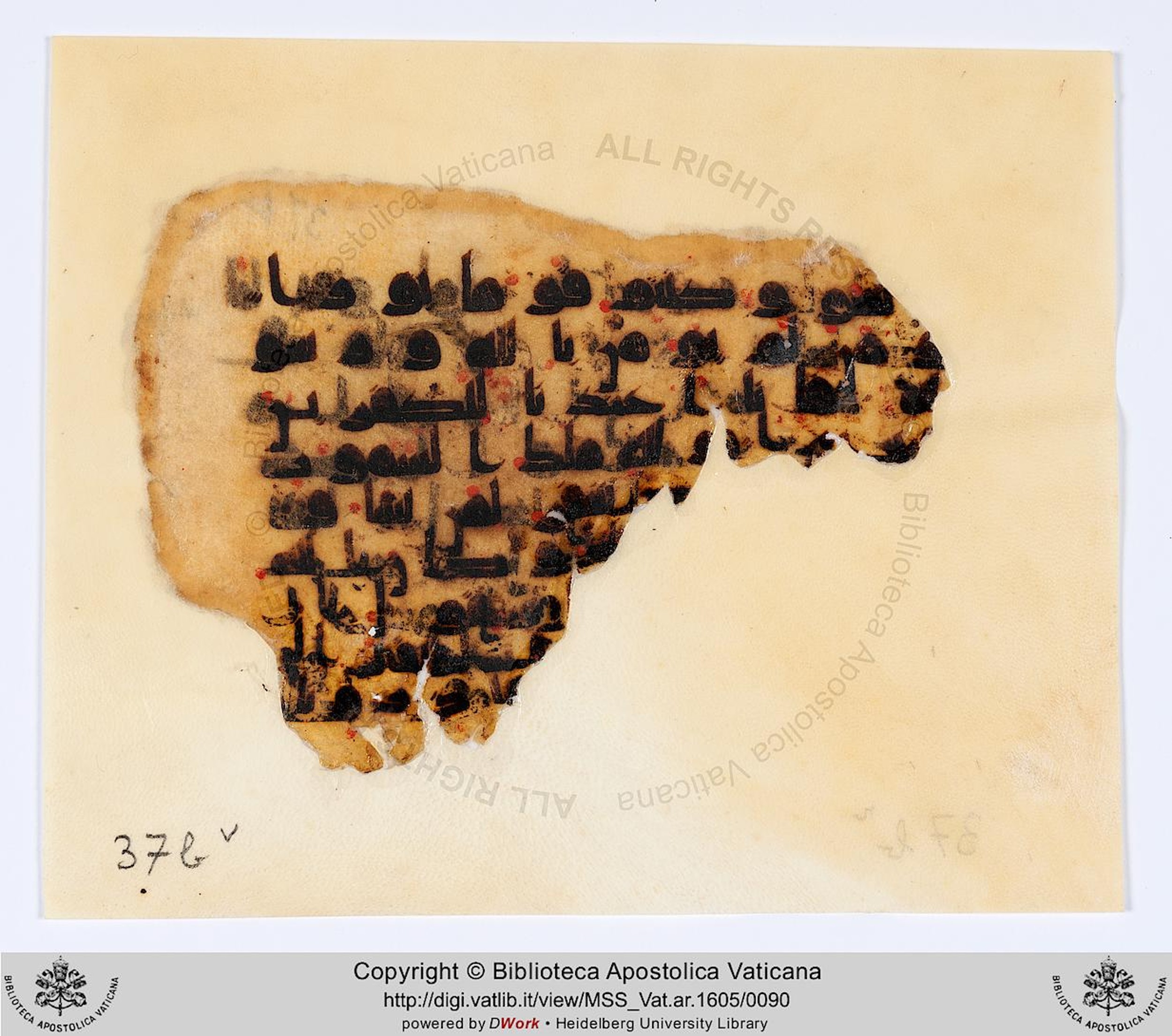 Rome, Biblioteca Apostolica Vaticana, Vat. Ar. 1605 (37) (Scan 2), in kūfī D.IV script, showing Surah 48:12 from 8th to 9th Century AD found in Fustat (Old Cairo), Egypt, currently housed at Biblioteca Apostolica Vaticana, Rome
